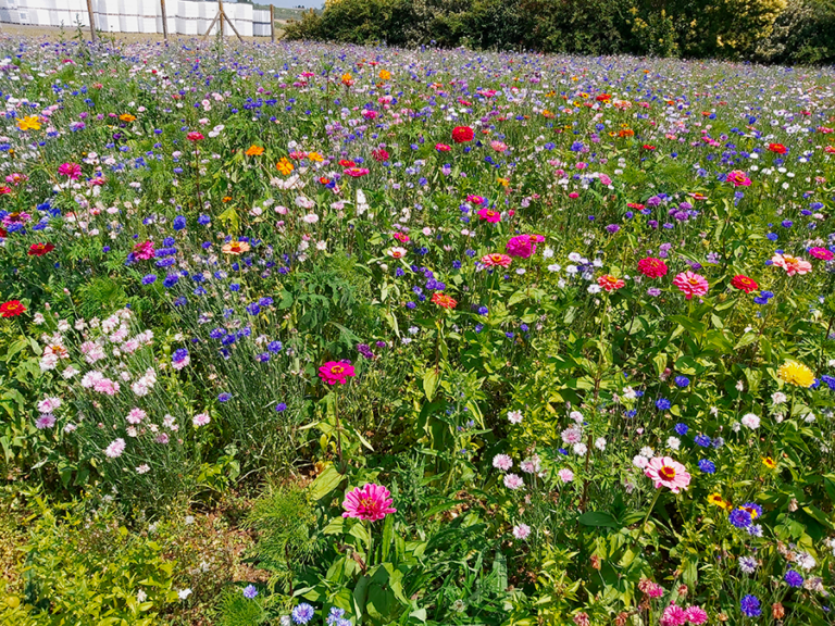 Jachère fleurie sur notre site industriel
